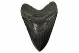 Serrated, Fossil Megalodon Tooth - South Carolina #340280-1